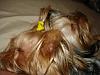 Yorkies Just Want To Have Fun & Sleep!-056.jpg