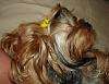 Yorkies Just Want To Have Fun & Sleep!-055.jpg