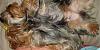 Yorkies Just Want To Have Fun & Sleep!-054.jpg
