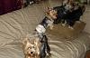 Yorkies Just Want To Have Fun & Sleep!-063.jpg