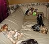 Yorkies Just Want To Have Fun & Sleep!-065.jpg