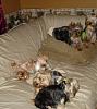 Yorkies Just Want To Have Fun & Sleep!-067.jpg