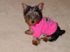 Your Yorkie Pics and weight-skull2.jpg