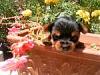 My new yorkie puppy at 4 weeks-hpim3183-150x112.jpg