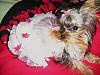 Pebbles modeling two dresses while she is half asleep! aww LoL!-mattieprettydress2007-006.jpg