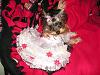 Pebbles modeling two dresses while she is half asleep! aww LoL!-mattieprettydress2007-008.jpg