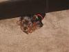 Yorkie Pics!-baby-y.jpg