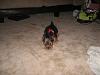 Yorkie Pics!-yorkie-play.jpg