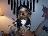 What a handsome guy he is...-shiloh-tux5.jpg