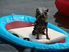 Hot Rod the  Water Dog!-dsc07460.jpg