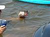 Hot Rod the  Water Dog!-dsc07401.jpg