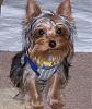 What a handsome guy he is...-shiloh-71208-3.jpg