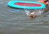 Hot Rod the  Water Dog!-water-splash.jpg