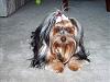 Jeanie - almost 2 years - beautiful-groom-4.jpg