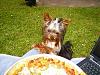 Pixie and a large pizza....-pizza2.jpg