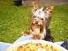 Pixie and a large pizza....-pizza3.jpg