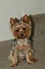 New Here - Pics of our puppy.-yorkshire-terrier-pictures-01.jpg