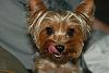 New Here - Pics of our puppy.-yorkshire-terrier-pictures-03.jpg