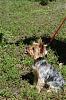 New Here - Pics of our puppy.-yorkshire-terrier-pictures-27.jpg