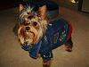 Winston's new cool look!-100_0412.jpg