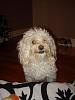 Lots Of Pictures Of My Furbabies!-bentley3.jpg