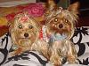 Lots Of Pictures Of My Furbabies!-emmaandmac1.jpg