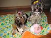 Lookie with Marci & Layla sent us!-blanket2.jpg