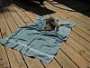 Summer time bath day routine for Elvis-bath-day1.jpg