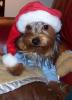 Your Yorkie Pics and weight-elvissanta.jpg