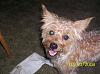 Odie's First Grooming!-100_12401.jpg