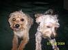 Odie's First Grooming!-100_1266_1.jpg