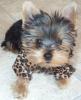 Your Yorkie Pics and weight-smokin2.jpg