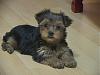 chewie's old puppy pics-dsc00541.jpg