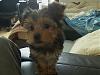 chewie's old puppy pics-dsc00554.jpg