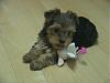 chewie's old puppy pics-dsc00544.jpg