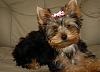 Pics of Bently-bently-red-ribbon.jpg