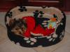Tuckers and his new bed!-mvc-013s.jpg
