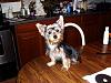 Riley after a bath and hair cut-003.jpg