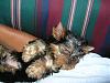 Maya Delaney is home...thank you Dina Nicole-dscn4053.jpg