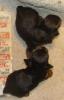 More pictures!!!-puppies7.jpg