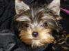 Hello My Yorkie's Name is "Pickles" We are new to YorkieTalk-cute_pickles.jpg