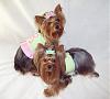 Lacy & Rylie modeling Tinkerbell's Closet!-bug-3-.jpg