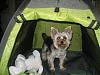 Sam has a new home-tent-1.jpg