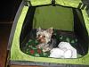 Sam has a new home-tent-1.jpg