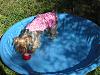 Lola's Pool Party Pics (birthday)-lolabday4.jpg