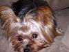 Here's a pic of my girl Gabby (my rescue)-sany0003-600-x-450-.jpg