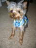 This new harness is so adorable!!!-img_3206.jpg