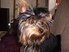 Bad hair day pics-july30-2008dog-074.jpg