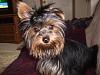 Bad hair day pics-july30-2008dog-076.jpg