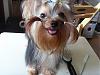 my yorkie tabitha-18325157_h.jpg